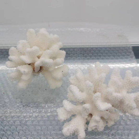 White Coral